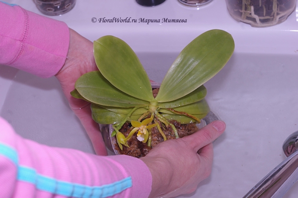 Phalaenopsis cornu-cervi  alba x violacea var alba
Водные процедуры
Ключевые слова: Phalaenopsis cornu-cervi alba x violacea var alba