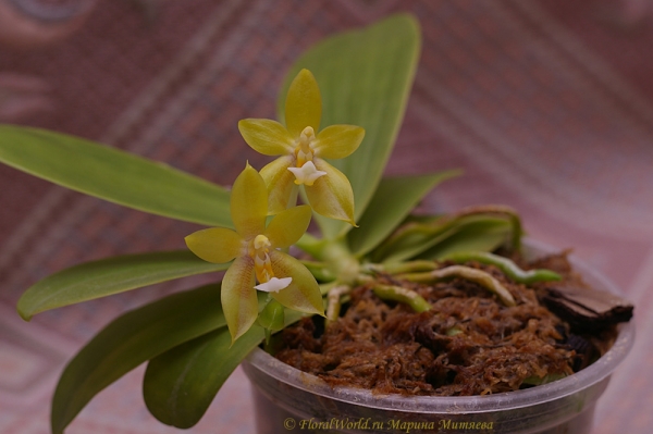 Phalaenopsis cornu-cervi  alba x violacea var alba
Ключевые слова: Phalaenopsis cornu-cervi alba x violacea var alba