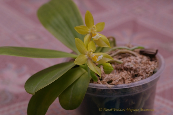 Phalaenopsis cornu-cervi  alba x violacea var alba
Ключевые слова: Phalaenopsis cornu-cervi alba x violacea var alba