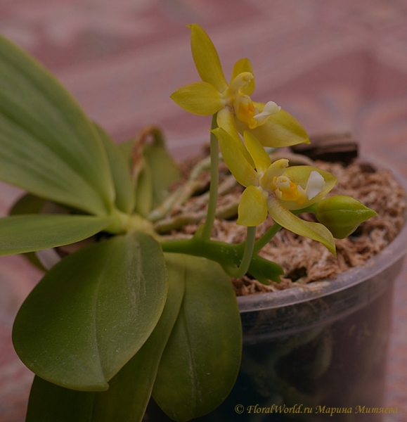 Phalaenopsis cornu-cervi  alba x violacea var alba
Ключевые слова: Phalaenopsis cornu-cervi alba x violacea var alba