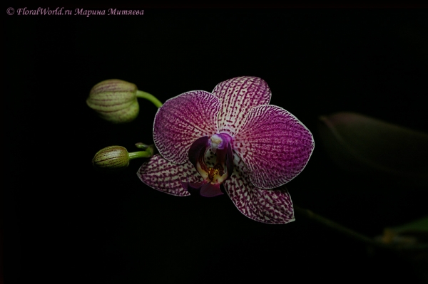 Phalaenopsis hybrid
Я назвала  beetle
Ключевые слова: Phalaenopsis hybrid