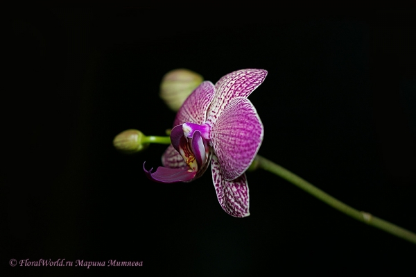 Phalaenopsis hybrid
Ключевые слова: Phalaenopsis hybrid