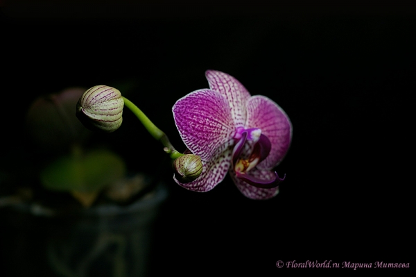 Phalaenopsis hybrid
Ключевые слова: Phalaenopsis hybrid