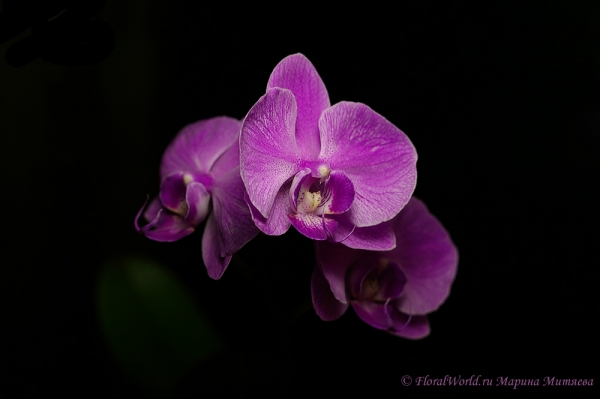 Phalaenopsis hybridum
Ключевые слова: Phalaenopsis hybridum