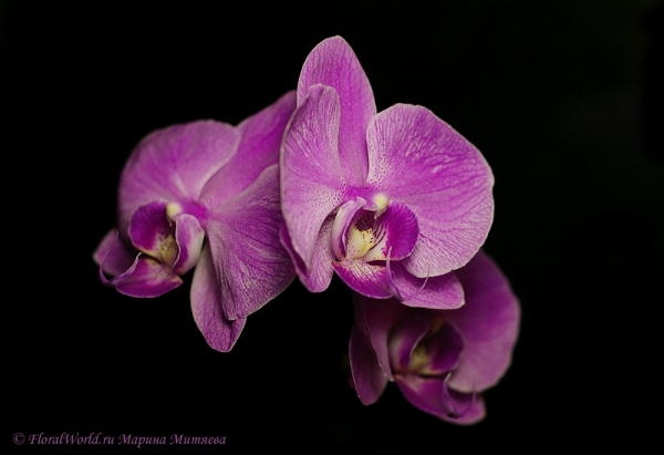 Phalaenopsis hybridum 
Ключевые слова: Phalaenopsis hybridum