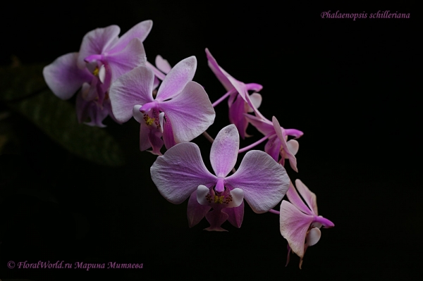 Phalaenopsis schilleriana
Ключевые слова: Phalaenopsis schilleriana