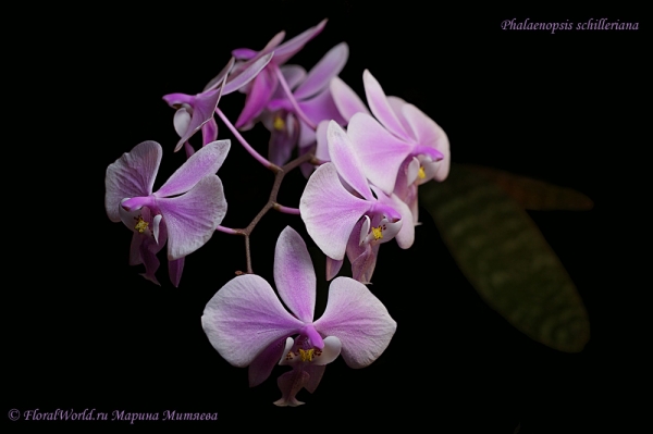 Phalaenopsis schilleriana
Ключевые слова: Phalaenopsis schilleriana