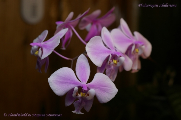 Phalaenopsis schilleriana
Ключевые слова: Phalaenopsis schilleriana