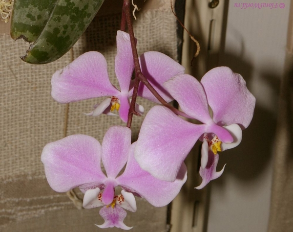 Phalaenopsis schilleriana
Коллекционер Софийская Елена 
Ключевые слова: Phalaenopsis schilleriana