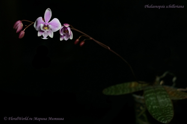 Phalaenopsis schilleriana
Ключевые слова: Phalaenopsis schilleriana