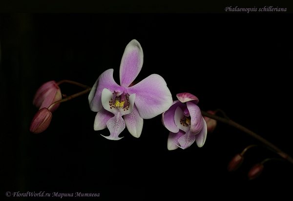 Phalaenopsis schilleriana
Ключевые слова: Phalaenopsis schilleriana