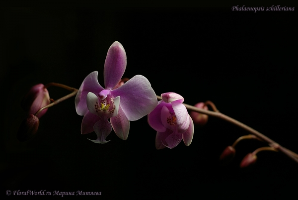 Phalaenopsis schilleriana
Ключевые слова: Phalaenopsis schilleriana