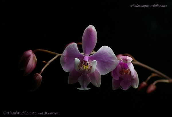 Phalaenopsis schilleriana
Ключевые слова: Phalaenopsis schilleriana