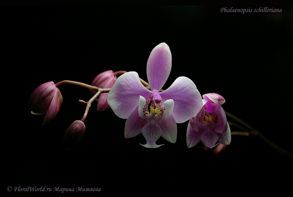 Phalaenopsis schilleriana
Ключевые слова: Phalaenopsis schilleriana