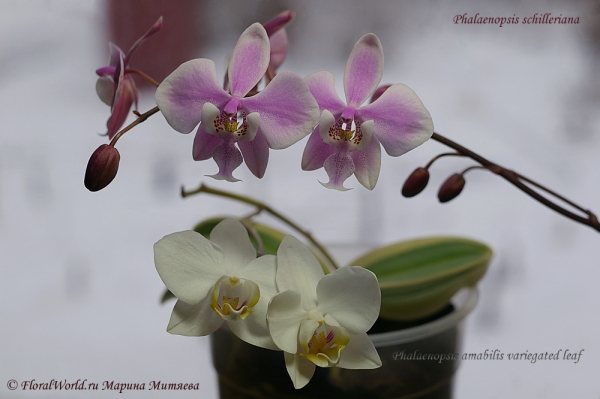 Phalaenopsis schilleriana and Phalaenopsis  amabilis
Ключевые слова: Phalaenopsis schilleriana and Phalaenopsis amabilis