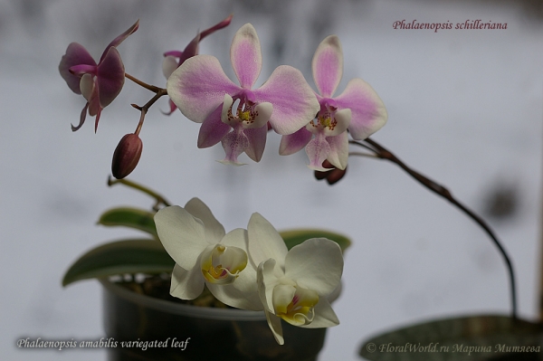 Phalaenopsis schilleriana and Phalaenopsis  amabilis
Ключевые слова: Phalaenopsis schilleriana and Phalaenopsis amabilis