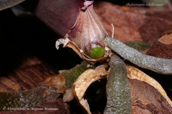 Phalaenopsis schilleriana
Растет корень
Ключевые слова: Phalaenopsis schilleriana