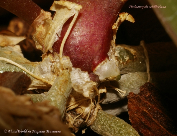 Phalaenopsis schilleriana
Пробудился спящий корень
Ключевые слова: Phalaenopsis schilleriana корни