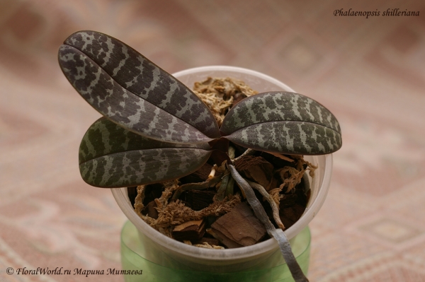 Phalaenopsis shilleriana
Ключевые слова: Phalaenopsis shilleriana