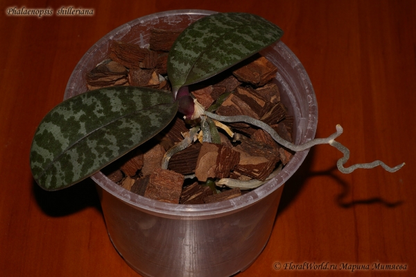 Phalaenopsis shilleriana
Растет новый цветонос
Ключевые слова: Phalaenopsis shilleriana корни орхидея цветонос