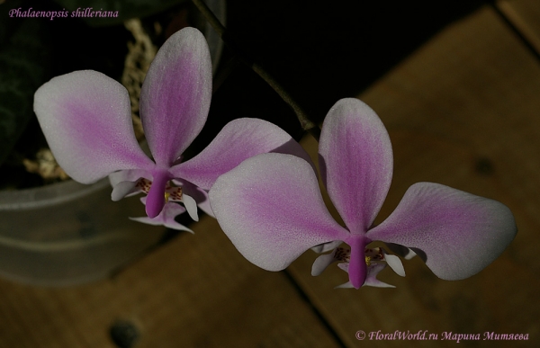 Phalaenopsis shilleriana 
Ключевые слова: Phalaenopsis shilleriana