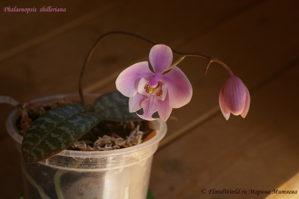 Phalaenopsis shilleriana
Раскрывается нежный цветок
Ключевые слова: Phalaenopsis shilleriana орхидея цветонос бутоны цветы цветение