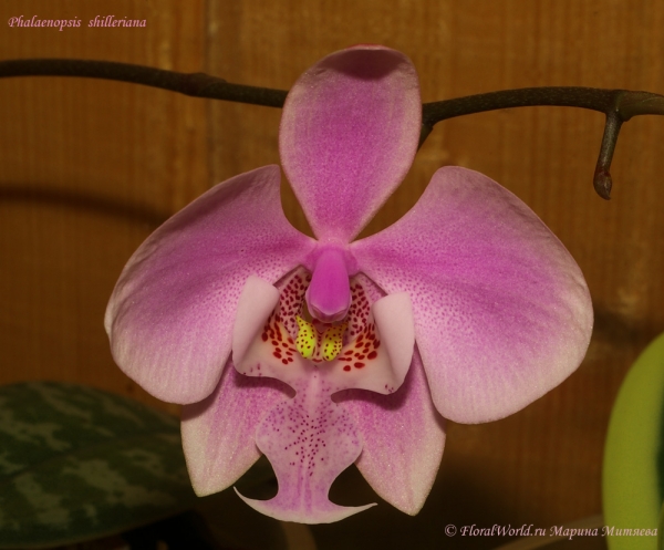 Phalaenopsis shilleriana орхидея цветонос бутоны цветы цветение
Фото цветка при вспышке, к сожалению не передает всей нежности и красоты этого удивительного цветка фаленопсиса.
Ключевые слова: Phalaenopsis shilleriana орхидея цветонос бутоны цветы цветение