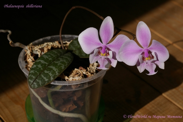 Phalaenopsis shilleriana
Распустился второй бутон
Ключевые слова: Phalaenopsis shilleriana орхидея цветонос бутоны цветы цветение