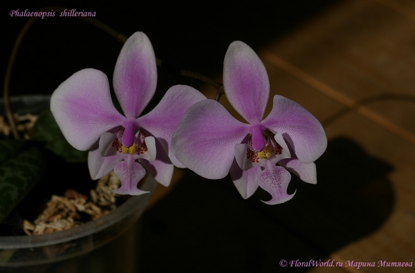 Phalaenopsis shilleriana
Ключевые слова: Phalaenopsis shilleriana орхидея цветонос бутоны цветы цветение