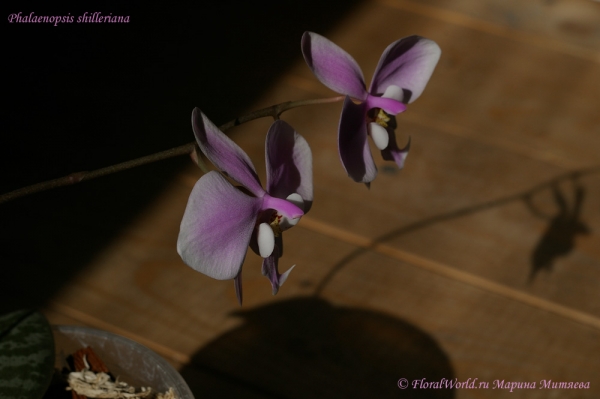 Phalaenopsis shilleriana 
Ключевые слова: Phalaenopsis shilleriana