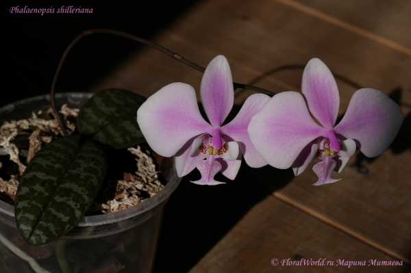 Phalaenopsis shilleriana 
Ключевые слова: Phalaenopsis shilleriana