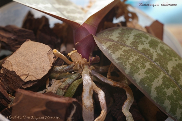 Phalaenopsis  shilleriana
Растет цветонос
Ключевые слова: Phalaenopsis shilleriana