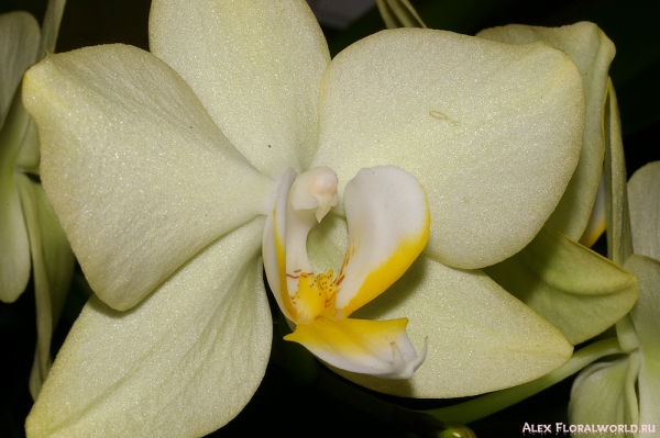 Phalaenopsis hybr.
Ключевые слова: Phalaenopsis