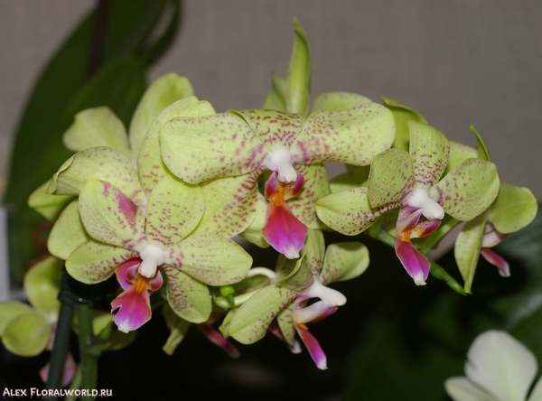 Phalaenopsis  Princess Sambo
Коллекционер Богданова Марина.
Ключевые слова: Phalaenopsis