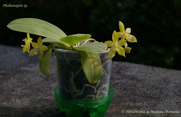 Phalaenopsis cornu-cervi  alba x violacea var alba
Ключевые слова: Phalaenopsis