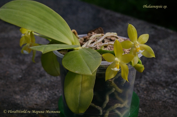 Phalaenopsis cornu-cervi  alba x violacea var alba
Ключевые слова: Phalaenopsis cornu-cervi alba x violacea var alba