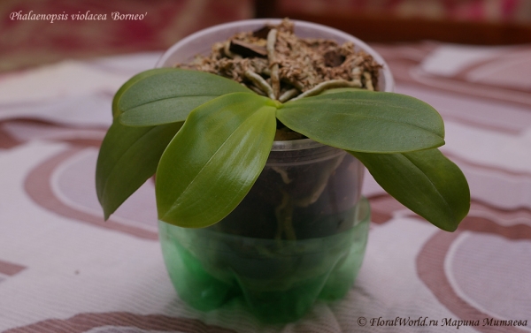 Phalaenopsis cornu-cervi  alba x violacea var alba
Ключевые слова: Phalaenopsis cornu-cervi alba x violacea var alba