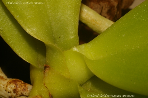 Phalaenopsis cornu-cervi  alba x violacea var alba
Ключевые слова: Phalaenopsis cornu-cervi alba x violacea var alba