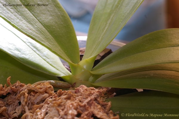 Phalaenopsis cornu-cervi  alba x violacea var alba
Ключевые слова: Phalaenopsis cornu-cervi alba x violacea var alba