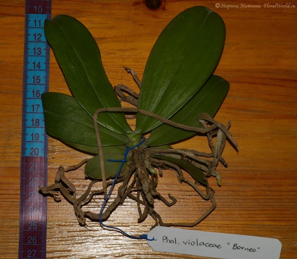 Phalaenopsis cornu-cervi  alba x violacea var alba
Получила как Phalaenopsis violacea 'Borneo'
Ключевые слова: Phalaenopsis cornu-cervi alba x violacea var alba