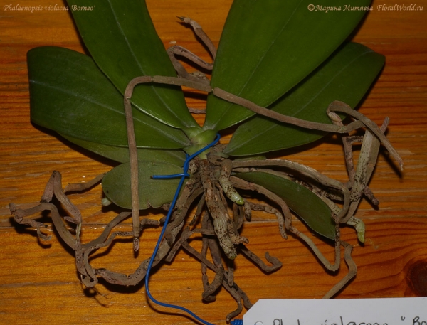 Phalaenopsis cornu-cervi  alba x violacea var alba
Получила из Култаны как Phalaenopsis violacea 'Borneo'
Ключевые слова: Phalaenopsis cornu-cervi alba x violacea var alba