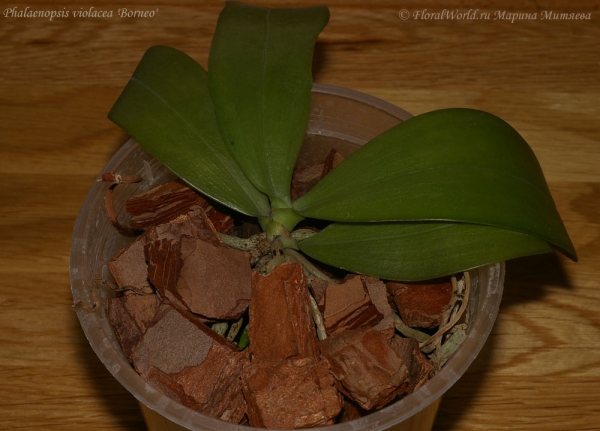 Phalaenopsis cornu-cervi  alba x violacea var alba
Ключевые слова: Phalaenopsis cornu-cervi alba x violacea var alba