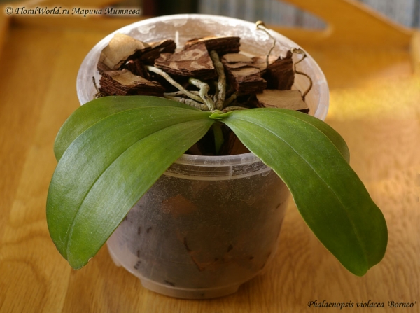 Phalaenopsis cornu-cervi  alba x violacea var alba
Растет новый лист
Ключевые слова: Phalaenopsis cornu-cervi alba x violacea var alba