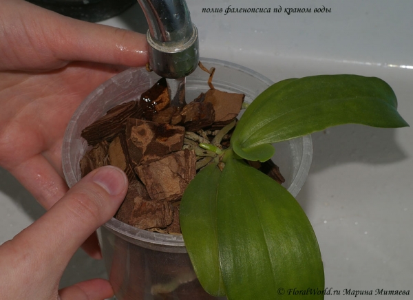 Phalaenopsis cornu-cervi  alba x violacea var alba
поливаем под краном
Ключевые слова: Phalaenopsis фото
