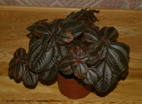 Пилея сорт 'Norfolk' (Pilea 'Norfolk')
Ключевые слова: Пилея сорт &#039;Norfolk&#039; Pilea &#039;Norfolk&#039; фото