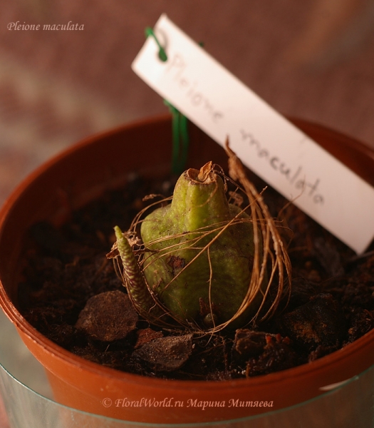 Pleione maculata
Ключевые слова: Pleione maculata