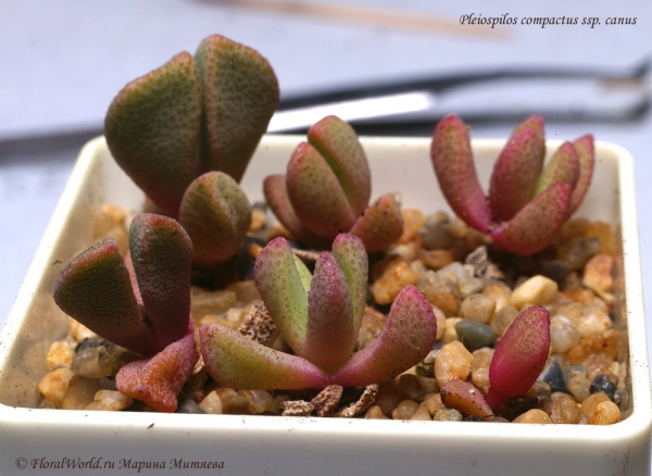 Pleiospilos compactus ssp. canus 
Ключевые слова: Pleiospilos compactus ssp. canus