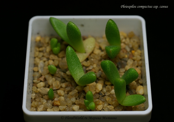 Pleiospilos compactus ssp. canus 
Ключевые слова: Pleiospilos compactus ssp. canus