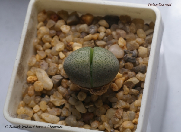 Pleiospilos nelii
Ключевые слова: Pleiospilos nelii