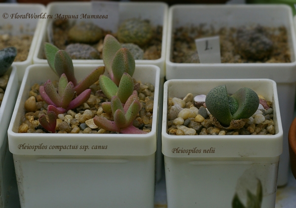 Pleiospilos sp
Ключевые слова: Pleiospilos sp